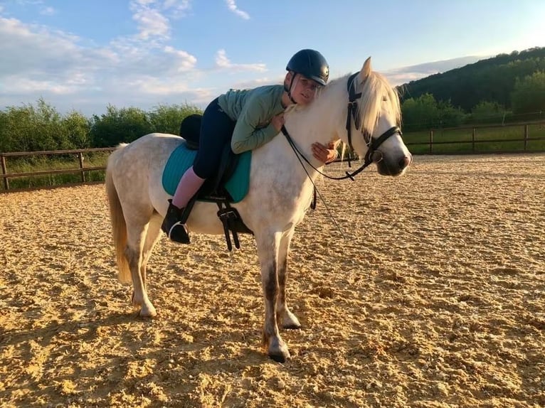 Welsh-B Mix Wallach 13 Jahre 132 cm Schimmel in Springe