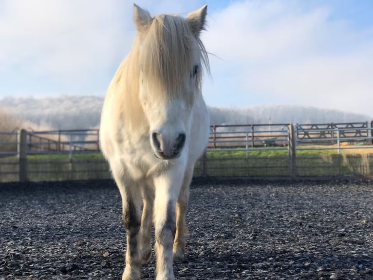 Welsh-B Mix Wallach 13 Jahre 132 cm Schimmel in Springe