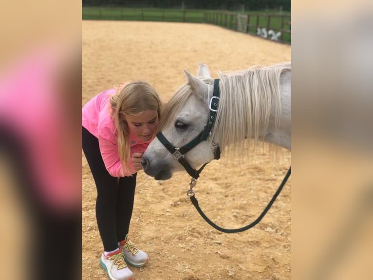 Welsh-B Mix Wallach 13 Jahre 132 cm Schimmel in Springe