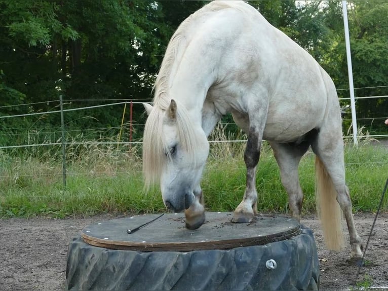 Welsh-B Mix Wallach 13 Jahre 132 cm Schimmel in Springe