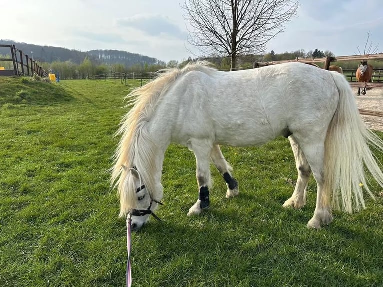 Welsh-B Mix Wallach 13 Jahre 132 cm Schimmel in Springe