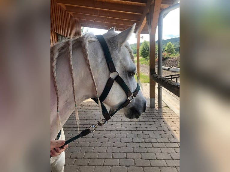 Welsh-B Mix Wallach 13 Jahre 132 cm Schimmel in Springe