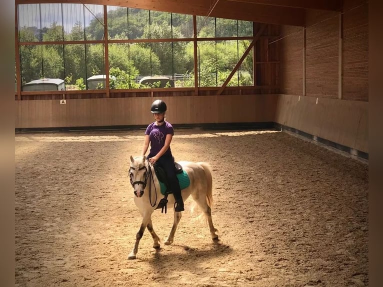 Welsh-B Mix Wallach 13 Jahre 132 cm Schimmel in Springe