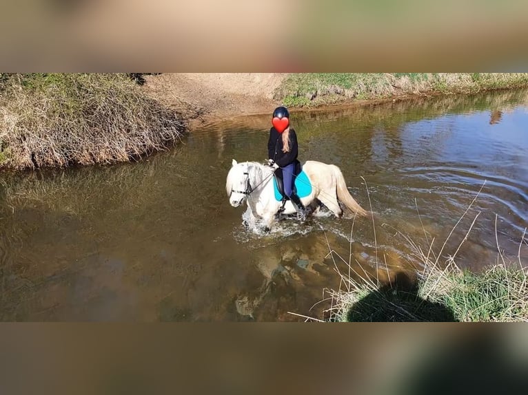 Welsh-B Mix Wallach 13 Jahre 132 cm Schimmel in Springe