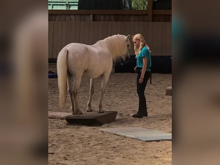 Welsh-B Mix Wallach 13 Jahre 132 cm Schimmel in Springe