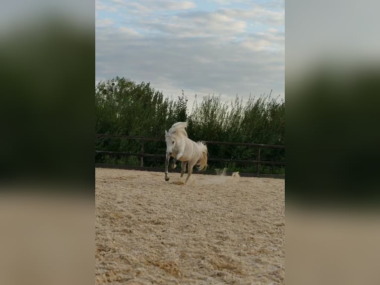 Welsh-B Mix Wallach 13 Jahre 132 cm Schimmel in Springe