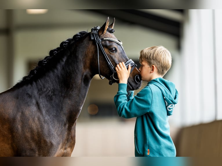 Welsh-B Wallach 13 Jahre 134 cm Brauner in Nieuwe Niedorp