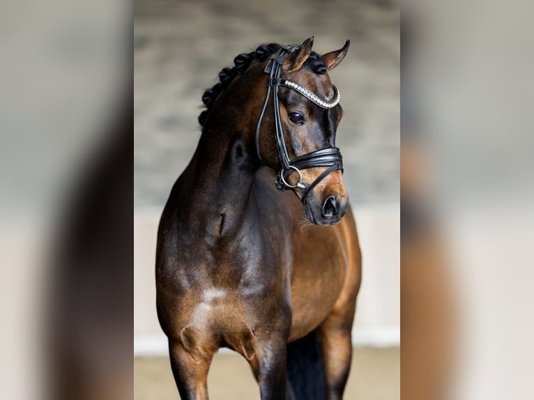 Welsh-B Wallach 13 Jahre 134 cm Brauner in Nieuwe Niedorp