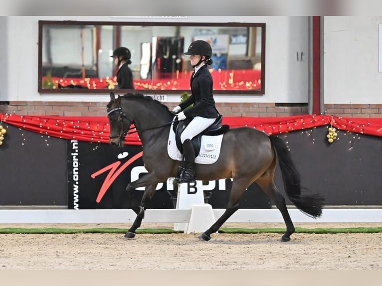 Welsh-B Wallach 13 Jahre 134 cm Brauner in Nieuwe Niedorp