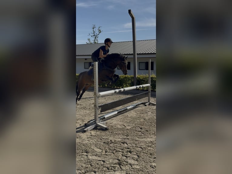 Welsh-B Wallach 13 Jahre 134 cm Brauner in Nieuwe Niedorp