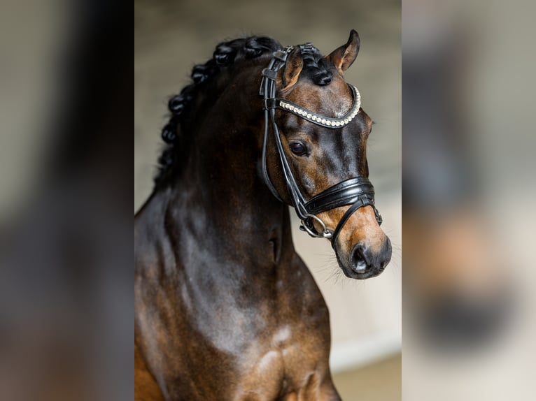 Welsh-B Wallach 13 Jahre 134 cm Brauner in Nieuwe Niedorp