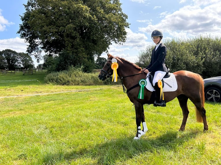 Welsh-B Wallach 13 Jahre 139 cm Fuchs in Wahlstedt