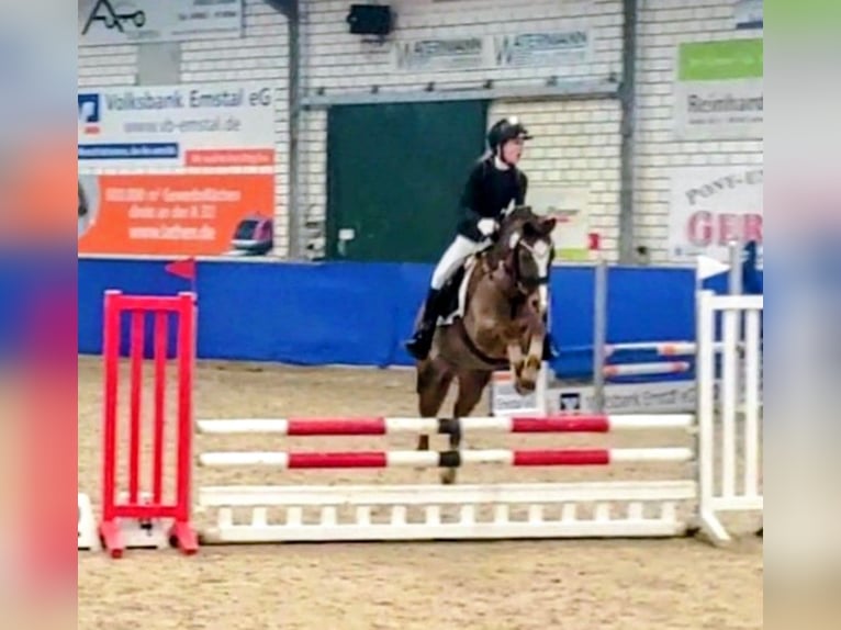 Welsh-B Wallach 13 Jahre 140 cm Fuchs in Dörpen