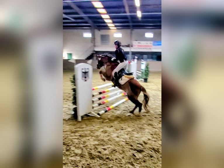 Welsh-B Wallach 13 Jahre 140 cm Fuchs in Dörpen