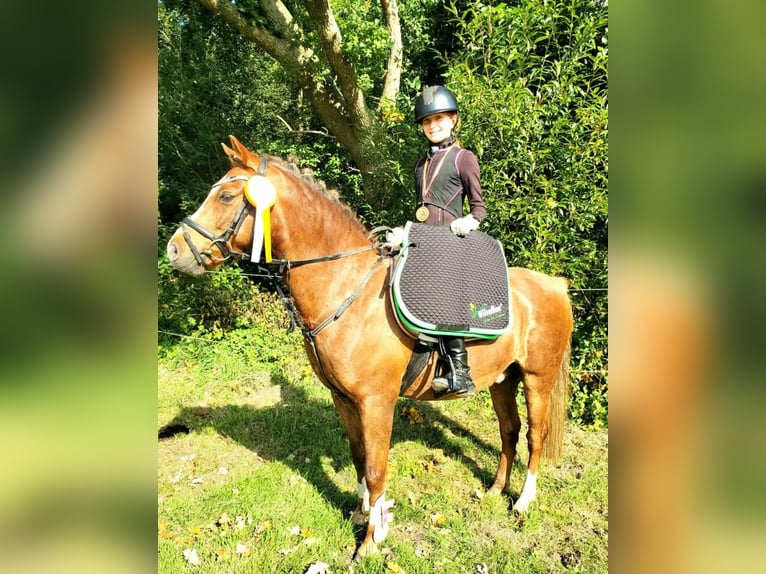 Welsh-B Wallach 13 Jahre 140 cm Fuchs in Dörpen