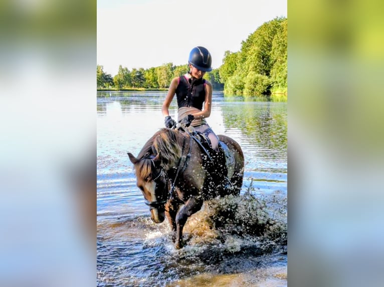 Welsh-B Wallach 13 Jahre 140 cm Fuchs in Dörpen