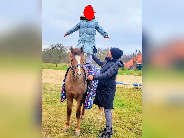 Welsh-B Wallach 13 Jahre 140 cm Fuchs in Dörpen