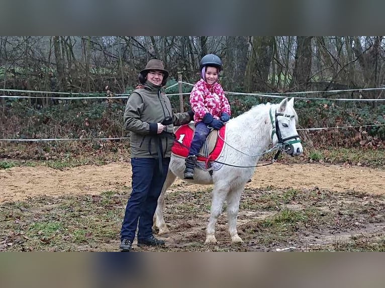 Welsh-B Mix Wallach 14 Jahre 120 cm Schimmel in Aldersbach