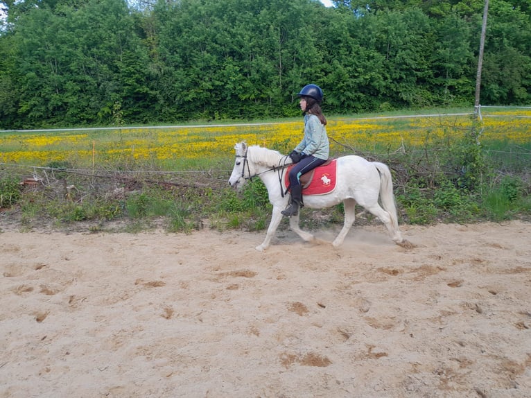 Welsh-B Mix Wallach 14 Jahre 120 cm Schimmel in Aldersbach