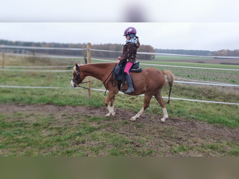 Welsh-B Wallach 14 Jahre 128 cm Fuchs in Suhlendorf