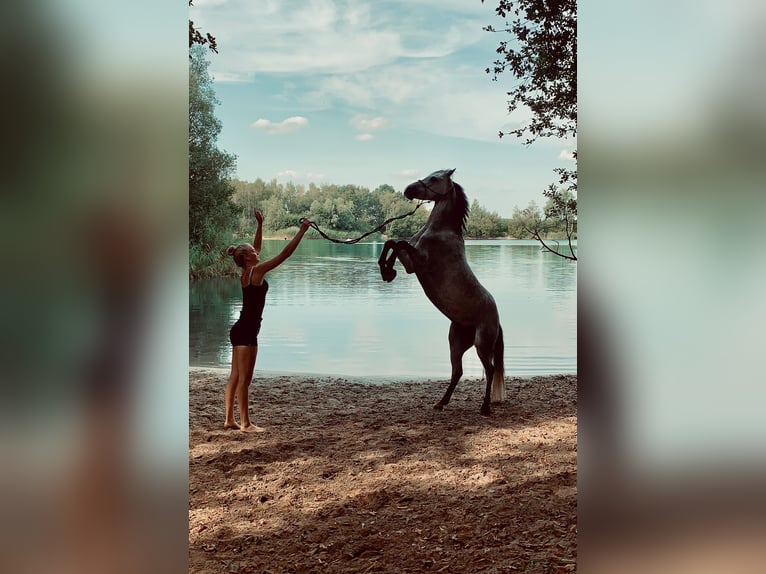 Welsh-B Wallach 14 Jahre 132 cm Apfelschimmel in Münster