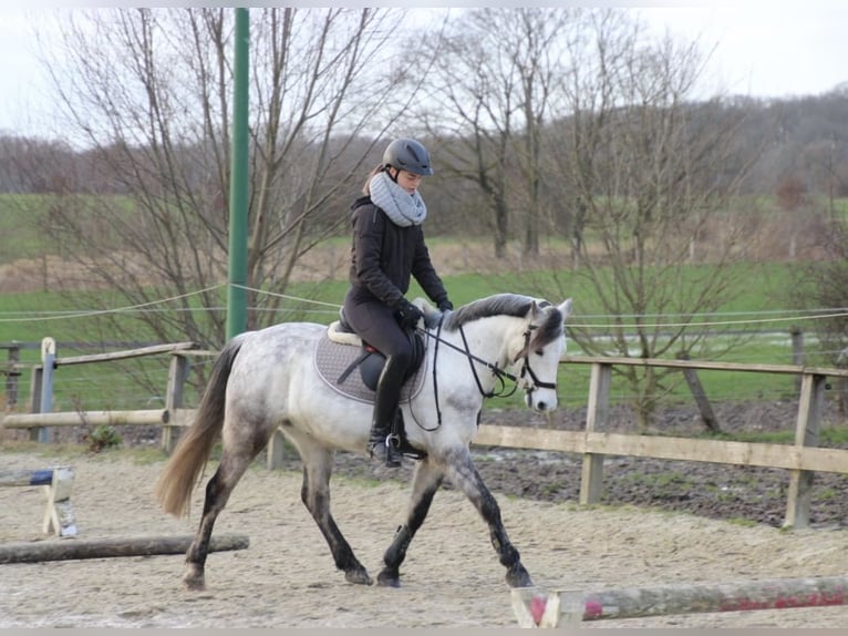 Welsh-B Wallach 14 Jahre 132 cm Apfelschimmel in Münster