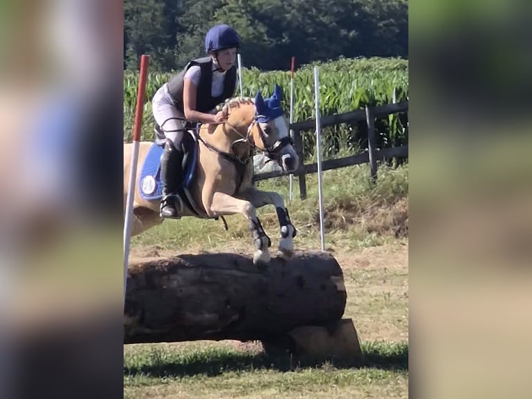 Welsh-B Wallach 14 Jahre 133 cm in Stutensee