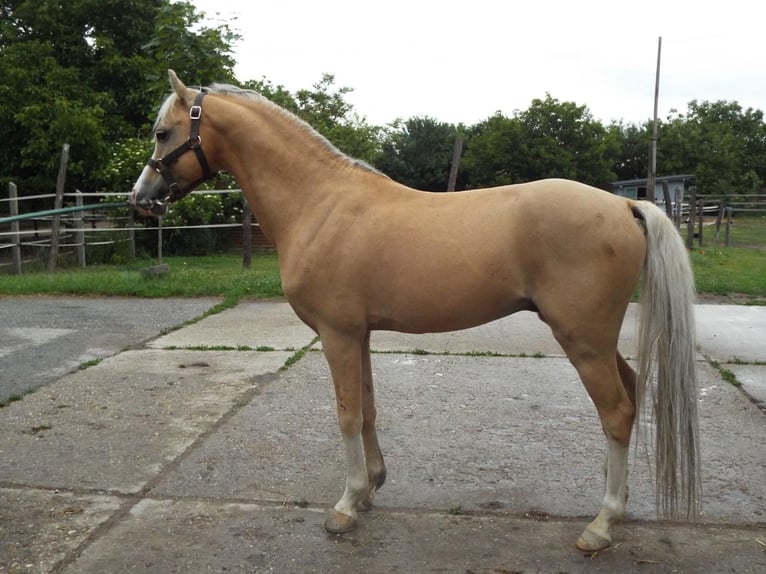 Welsh-B Wallach 14 Jahre 133 cm in Stutensee