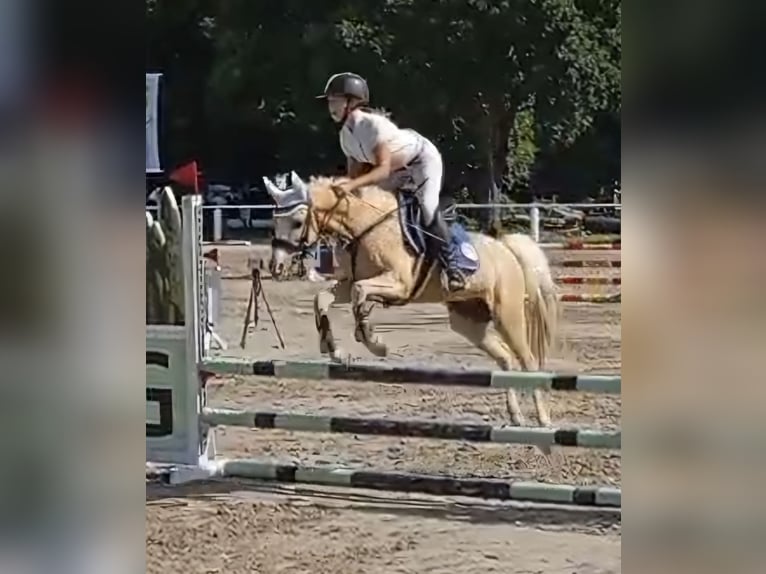 Welsh-B Wallach 14 Jahre 133 cm in Stutensee