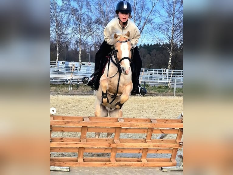 Welsh-B Wallach 14 Jahre 133 cm in Stutensee