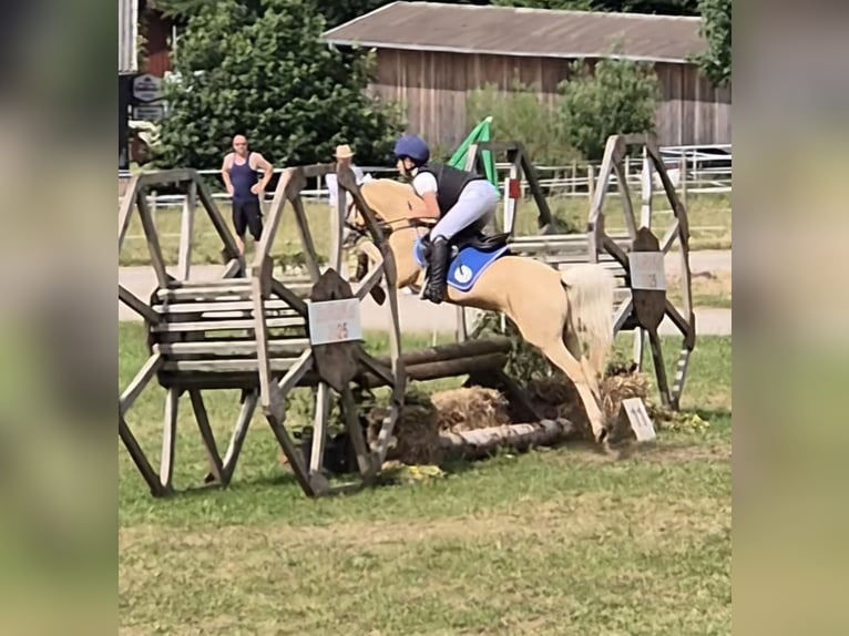 Welsh-B Wallach 14 Jahre 133 cm in Stutensee