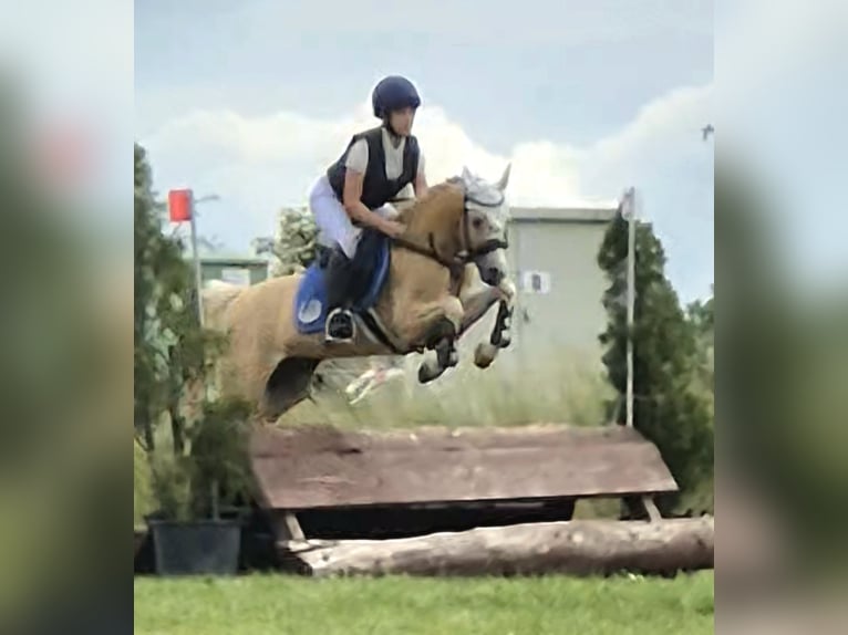 Welsh-B Wallach 14 Jahre 133 cm in Stutensee