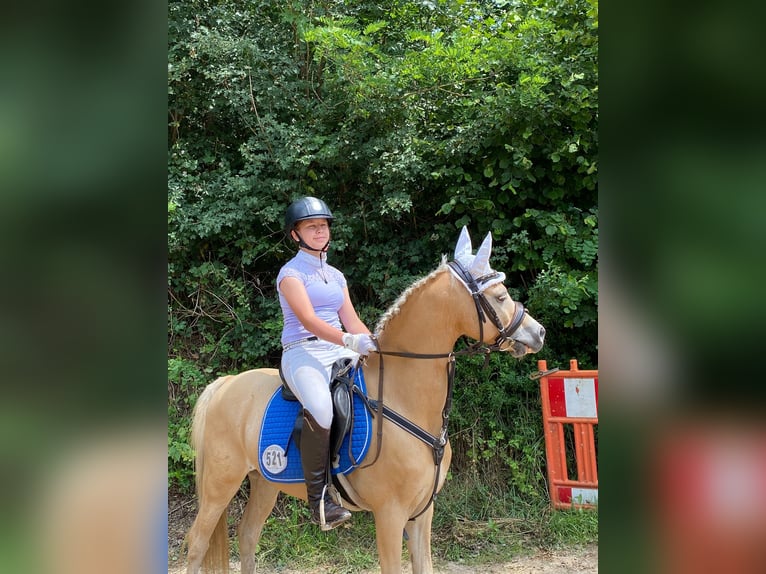 Welsh-B Wallach 14 Jahre 133 cm in Stutensee