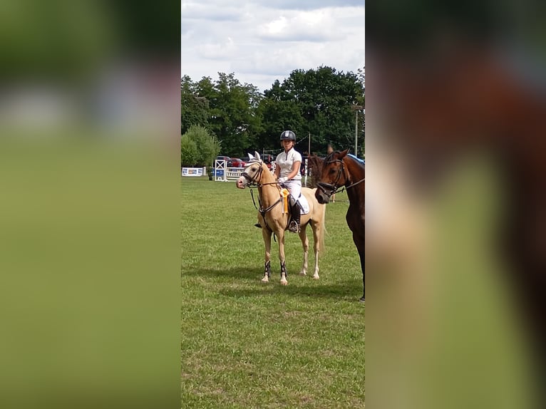 Welsh-B Wallach 14 Jahre 133 cm in Stutensee