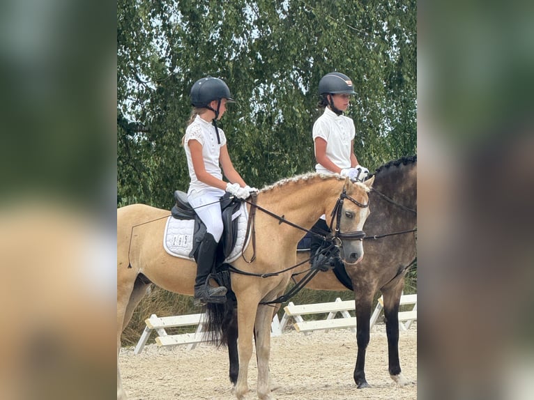 Welsh-B Wallach 14 Jahre 133 cm in Stutensee