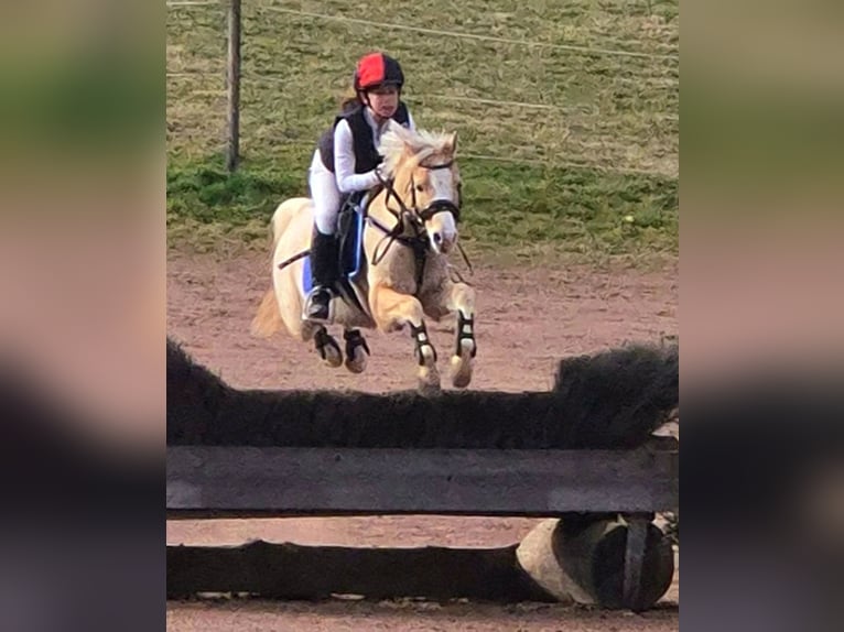 Welsh-B Wallach 14 Jahre 133 cm in Stutensee