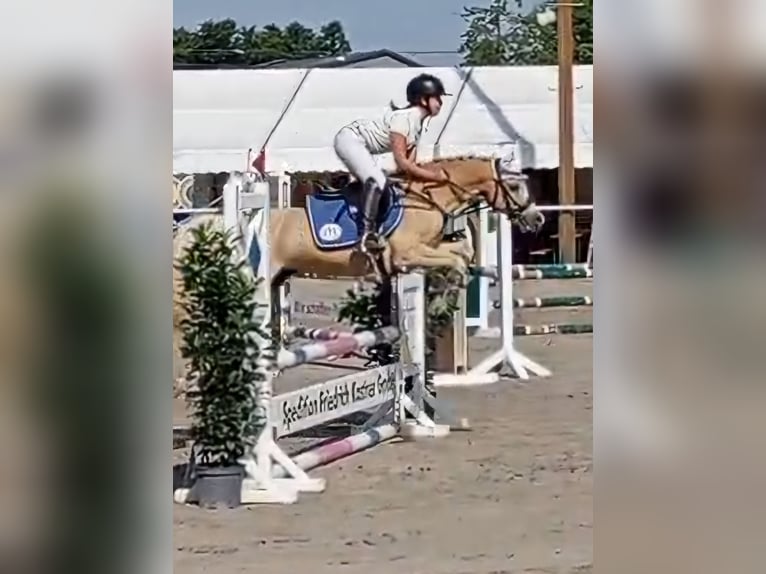 Welsh-B Wallach 14 Jahre 133 cm in Stutensee