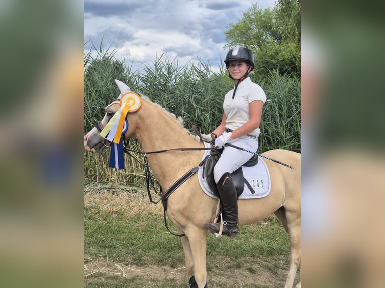 Welsh-B Wallach 14 Jahre 133 cm in Stutensee