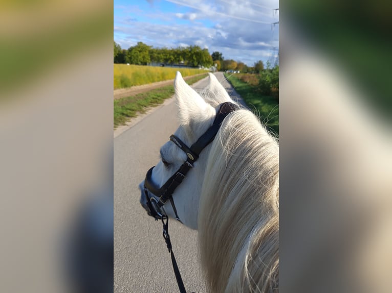 Welsh-B Mix Wallach 14 Jahre 140 cm White in Lampertheim