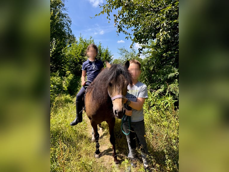 Welsh-B Mix Wallach 15 Jahre 128 cm Buckskin in Bergisch Gladbach