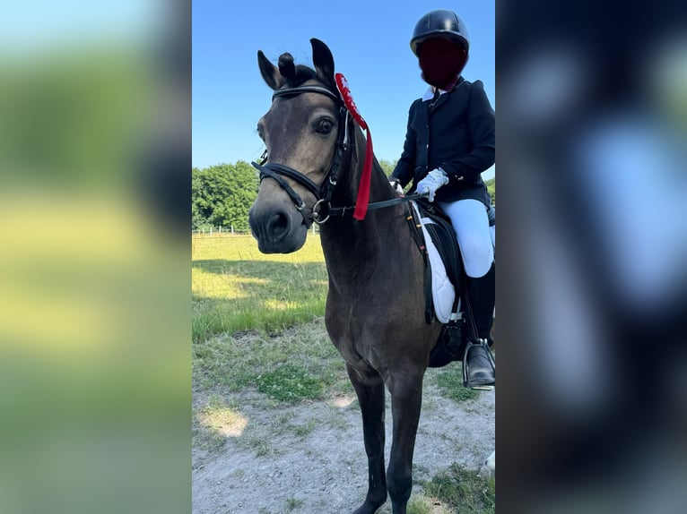 Welsh-B Mix Wallach 15 Jahre 128 cm Buckskin in Bergisch Gladbach