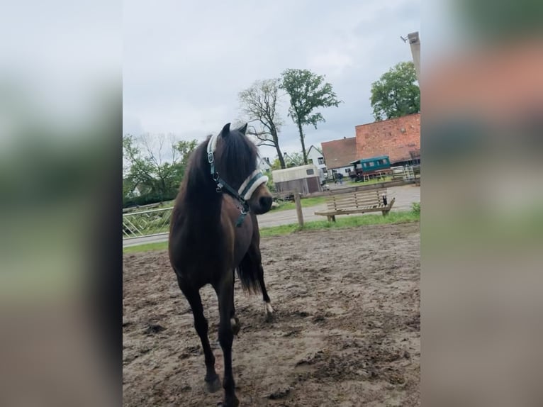 Welsh-B Mix Wallach 15 Jahre 128 cm Buckskin in Bergisch Gladbach