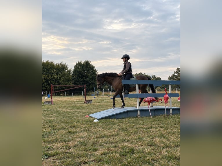 Welsh-B Mix Wallach 15 Jahre 128 cm Buckskin in Bergisch Gladbach