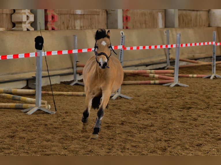 Welsh-B Wallach 15 Jahre 130 cm Falbe in Greiling