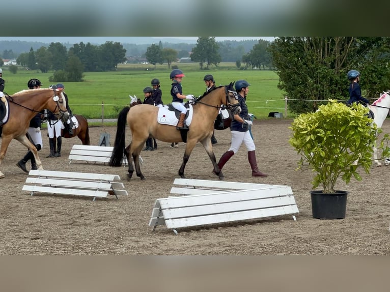 Welsh-B Wallach 15 Jahre 130 cm Falbe in Greiling