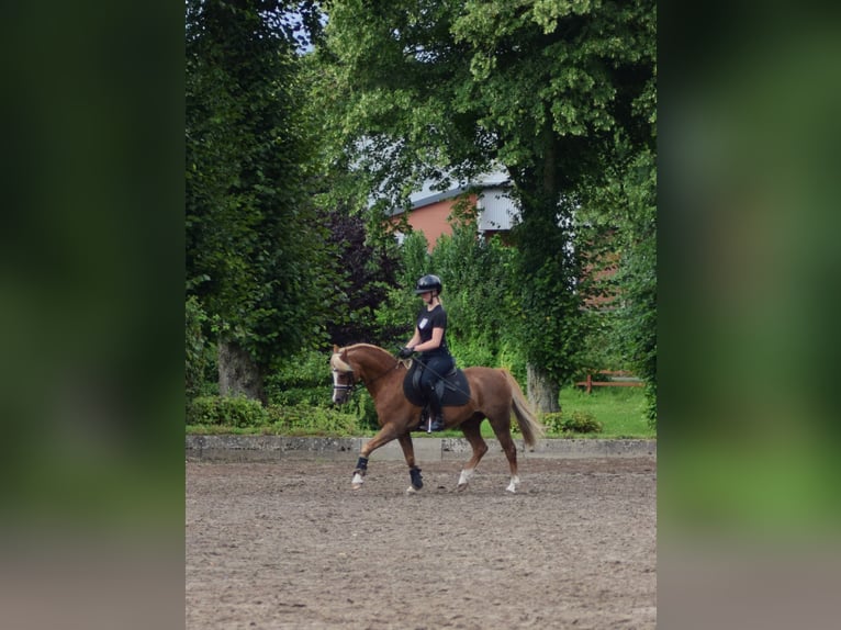 Welsh-B Wallach 15 Jahre 138 cm Fuchs in Grande
