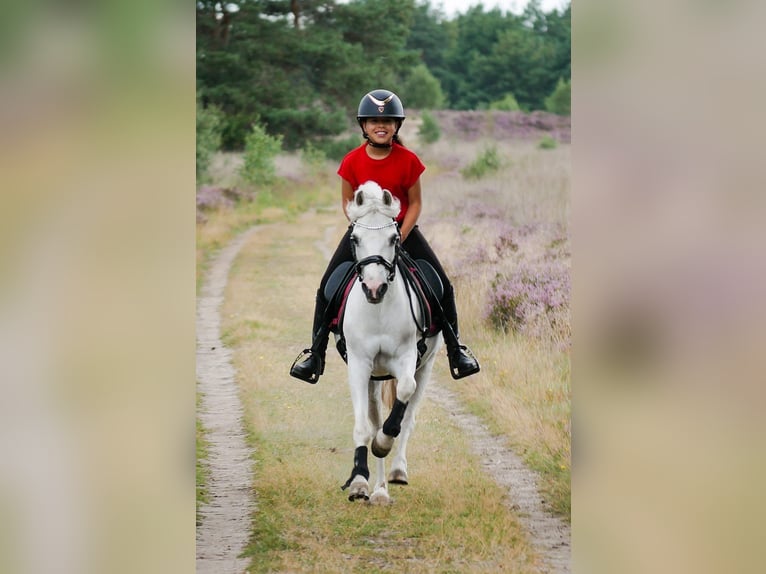 Welsh-B Mix Wallach 16 Jahre 124 cm Schimmel in Wormer