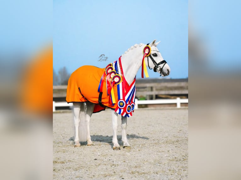 Welsh-B Mix Wallach 16 Jahre 124 cm Schimmel in Wormer