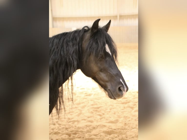 Welsh-B Wallach 16 Jahre 125 cm Schwarzbrauner in Moringen