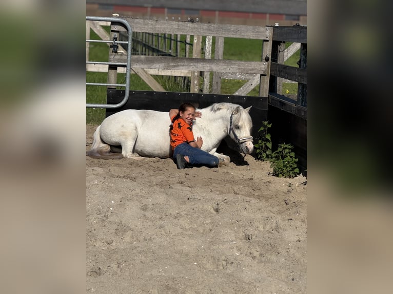 Welsh-B Mix Wallach 16 Jahre 126 cm Schimmel in Wormer